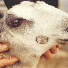 The bluefaced leicester is of the english longwool type and originated near hexham in the county of northumberland, england, . Active Ringworm Lesion On The Face Of A Bluefaced Leicester Ram Lamb In Download Scientific Diagram