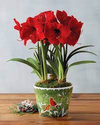 Red Lion Amaryllises Reward The Gardener With Big Cheerful Red Flowers After Four To Eight Weeks This Plan Amaryllis Plant Amaryllis Flowers Amaryllis Bulbs