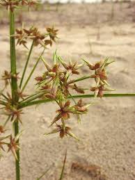 Image result for Cyperus denudatus