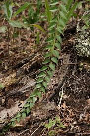 Image result for Gerrardinaceae