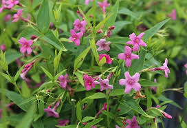 Image result for Jasminum beesianum