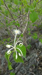 Image result for Turraea nilotica