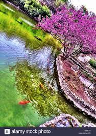 Japanese Tea Garden San Antonio Stock Photo Alamy