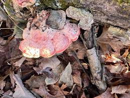 Image result for Merulius incarnatus