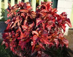 Image result for Acalypha ambigua