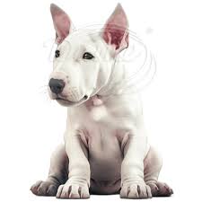 Image result for bulteriér