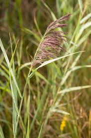 Image result for Phragmites karka