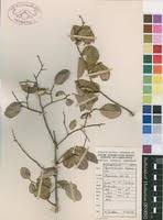 Image result for Pseudolachnostylis maprouneifolia