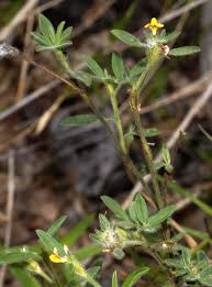 Image result for Stylosanthes guianensis