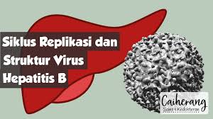 Terdapat beberapa genotip untuk virus hepatitis c: Struktur Dan Siklus Replikasi Virus Hepatitis B Hbv Kedokteran Caiherang