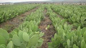 Producers of commercial nopal juice products often mix it with other juices, such as. Mexico Wants To Expand The Uses Of Prickly Pear Cacti