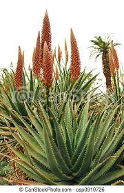 Download this free photo about orange flower on succulent plant, and discover more than 8 million professional stock photos on freepik. Orange Flowers On Aloe Succulent Plant Canstock