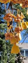 Image result for Ginkgo biloba
