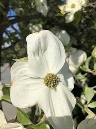 A very desirable small tree with a compact habit. Cornus Eddies White Wonder
