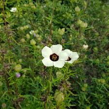 Image result for Hibiscus diversifolius