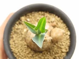 Image result for Euphorbia eranthes