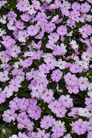 Image result for Impatiens assurgens