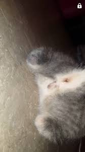 A female will have two holes, with the lower one slightly elongated like an upside down exclamation point or semicolon. Can Anyone Help Is Kitten Girl Or Boy Sorry For Dirty Bum Cleaned After Kitten