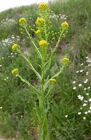 Image result for Basella paniculata