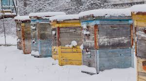 We did not find results for: Feeding Bees In The Winter Dadant Sons Learning Center