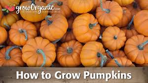 Give your pumpkin patch plenty of space and prepare your bed early, around march/april for may/june planting. How To Grow Pumpkins Youtube