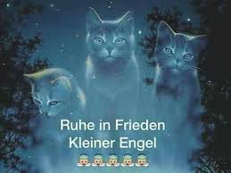 Trauer 64 In 2020 Ruhe In Frieden Haustier Erinnerung Katzenspruche