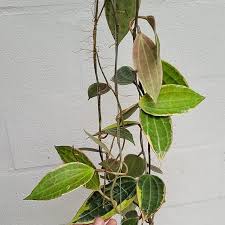 Image result for Carvalhoa macrophylla