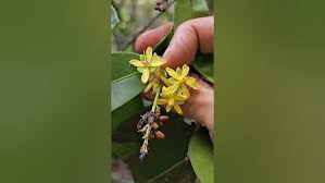 Image result for Campylospermum