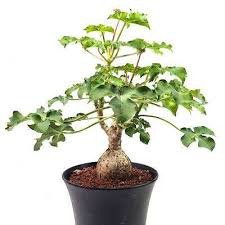 Image result for Jatropha schlechteri
