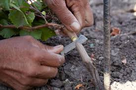Image result for graft grape vines