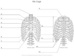 Medical human chest skeletal bone structure model. Muscles Of The Rib Cage Labeled Intercostal Muscles Function Area Course Human Click On The Tags Below To Find Other Quizzes On The Same Subject Decorados De Unas