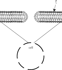 The cell walls in plant cells serve many functions. Current Techniques For Single Cell Lysis Journal Of The Royal Society Interface