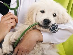 Norrbottenspets (norrbottenspitz) is a tenacious and lively dog, which was initially developed in sweden. Hundekrankenversicherung Pferd Versichert De