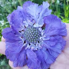 Image result for Scabiosa