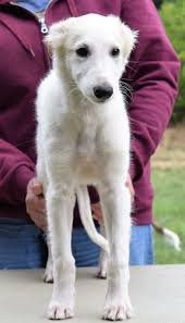 We utilize puppy culture and avidog with our program to help set a great start for our puppies. Glinka S 10 1 2 Week Pups Silken Windhounds Of Morgandell