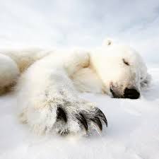Svalbard S Polar Bears And The Effects Of Climate Change A Female Sleeping Before Researchers Start Their Work Of Weighing And Earmark Polar Bear Polar Bear