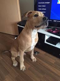 Hund katze nagetier vogel reptil pferd sonstige. Junger Hund Sucht Neues Zuhause 884524
