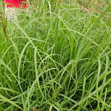 Image result for Chloris gayana