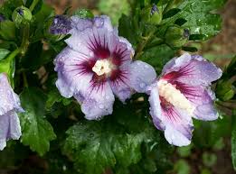 Canapés et fauteuils de jardin : Hibiscus Syriacus Althea Mauve En Arbre