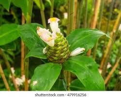Image result for Costus afer