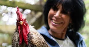 The Story of Three Chickens by Bill Crain of Safe Haven Farm Sanctuary