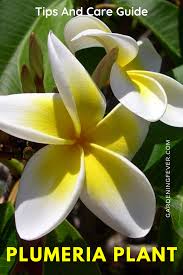 Plumeria Plant Tips And Care Guide Gardening Fever In 2020 Plants Organic Plant Fertilizer Plumeria
