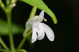 Image result for Justicia nuttii