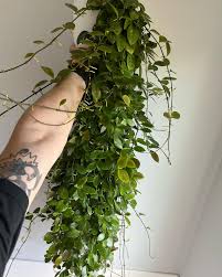 Image result for Hyparrhenia collina