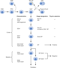 Image result for T-Lymphocyte