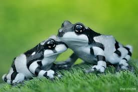 Black And White Frog Species Pixdaus Page 16 Of Tagged As Art Photos Frog Animals Small Pets