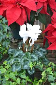Desert cacti have a unique, strong beauty, and some of the desert cacti feature the most is cactus a succulent? Two Christmas Faves Christmas Cactus Cyclamen Fairview Garden Center