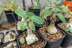 Image result for Dorstenia
