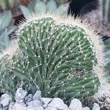 Image result for Polystachya cribbiana