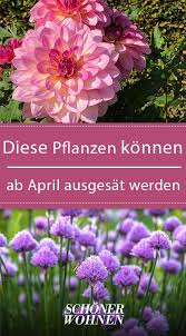 Ran Ans Beet Aussaat April Aussaatzeit Garten Gartnern Pflanzen Pflanzen Garten Pflanzen Garten